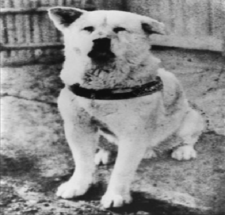 Hachiko picture