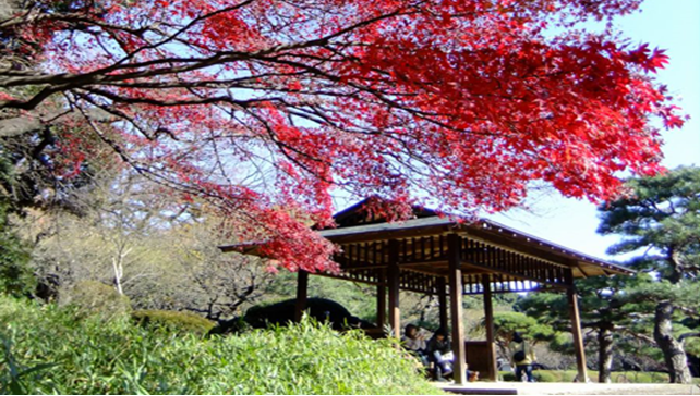 Shinjuku Gyoen Autumn Tokyo