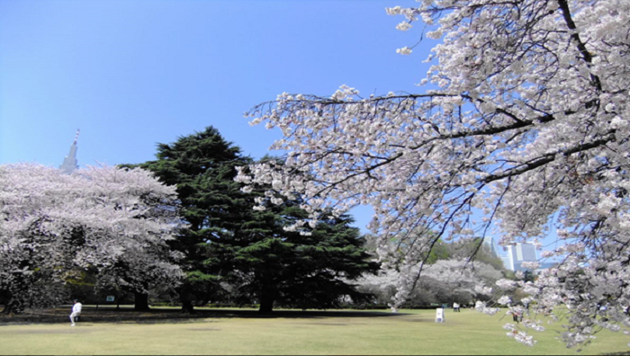 Shinjuku Gyoen Cherry Blossoms