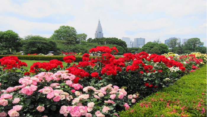 Shinjuku Gyoen French Rose Tokyo