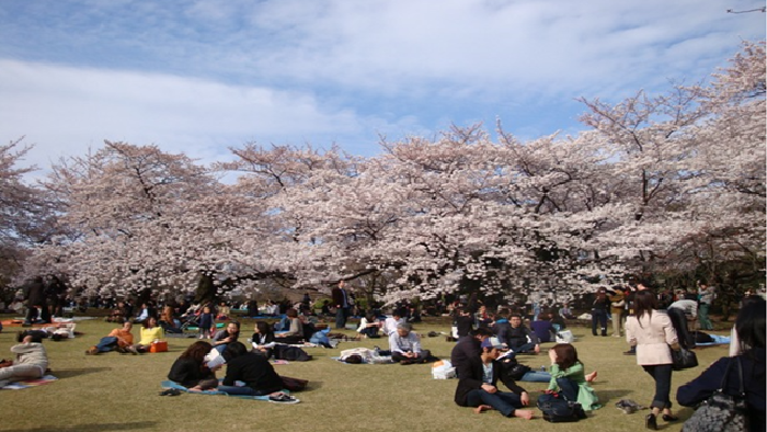 Shinjuku Gyoen Hanami Tokyo