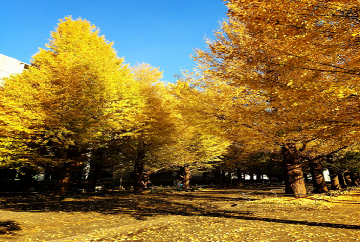 Yoyogi park Ginkgo