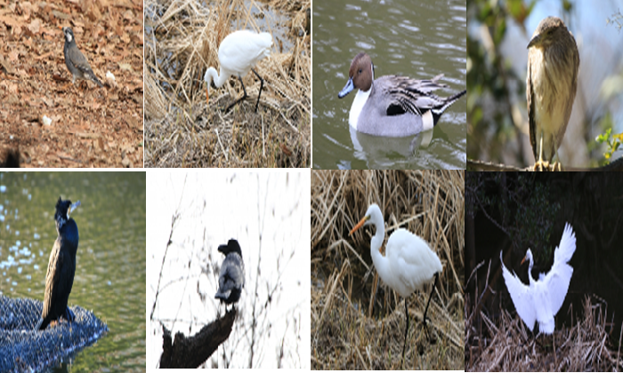 Birds in Shakujii Park Tokyo