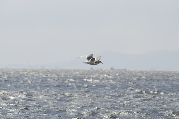 Kasai Rinkai Park Tokyo Bird