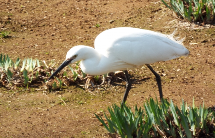 Mizumoto Park Bird Sanctuary