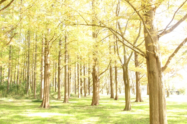 Mizumoto Park Forest of Metasequoia