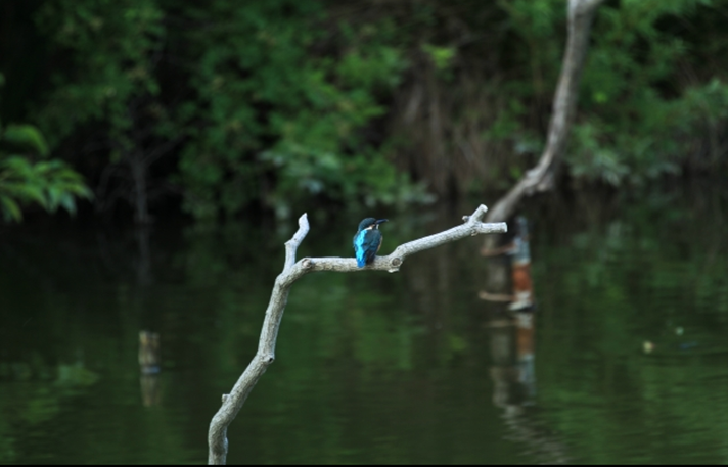 Mizumoto Park kingfisher at Bird Sanctuary