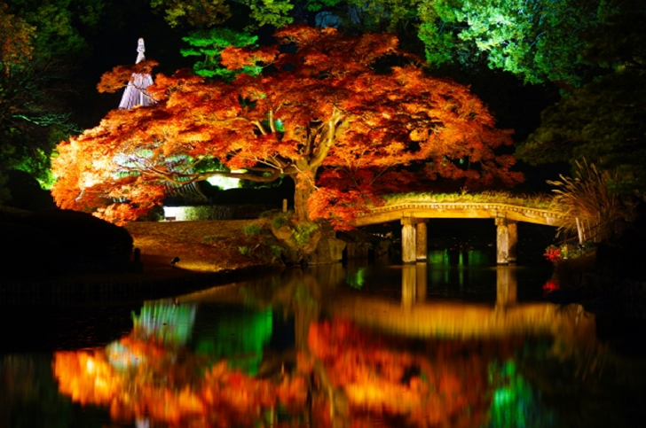 Rikugien garden maple tree at night Tokyo