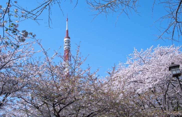 Shiba Park with Tokyo Tower behind Cherry tree