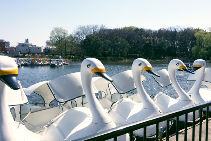 Swan boat in Shakujii Park Tokyo