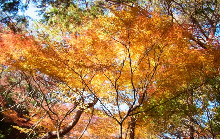 Syowa Memorial Park Tokyo Autumn