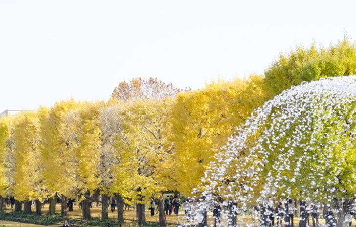 Syowa Memorial Park Tokyo Ginkgo Autumn