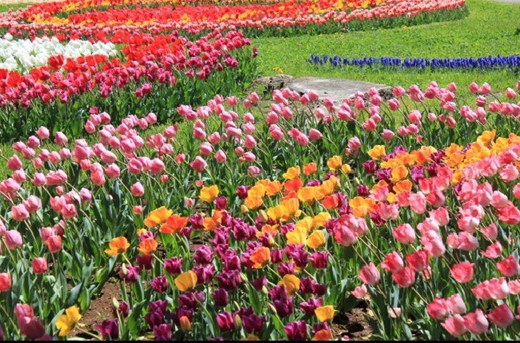 Syowa Memorial Park Tokyo Tulip