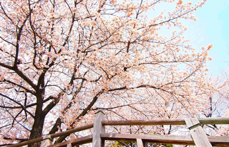 TOKYO Asukayama Park Cherry trees