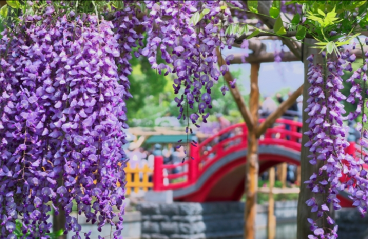 TOKYO Kameido Tenjin Shrine Wisteria flower Arched bridge