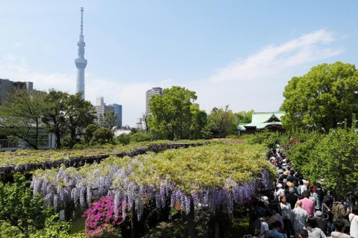 TOKYO Kameido Tenjin Shrine with Shy tree