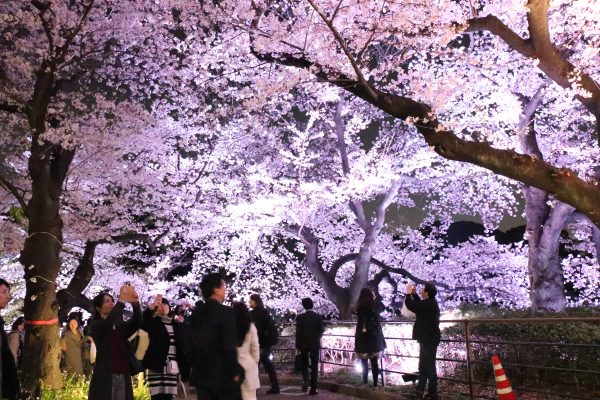 Cherry trees at Chidorigafuchi walking path night