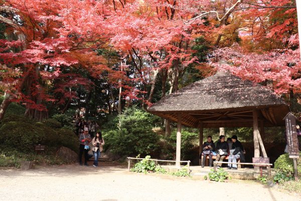 TOKYO Koishikawa Korakuen Gardens Japan