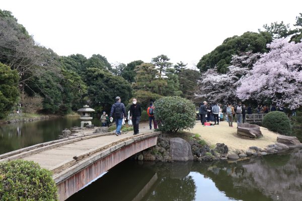 Cherry blossom in Shinjuku Gyoen