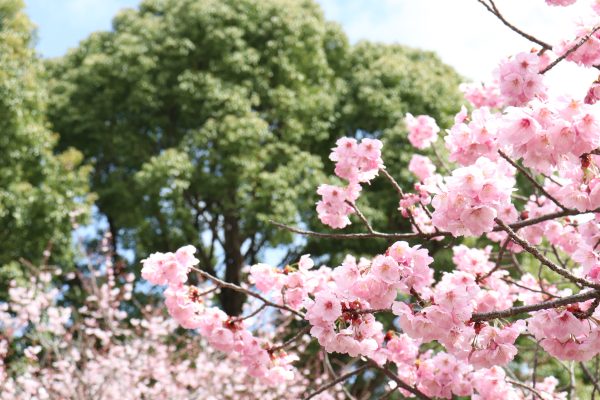 Cherry blossoms