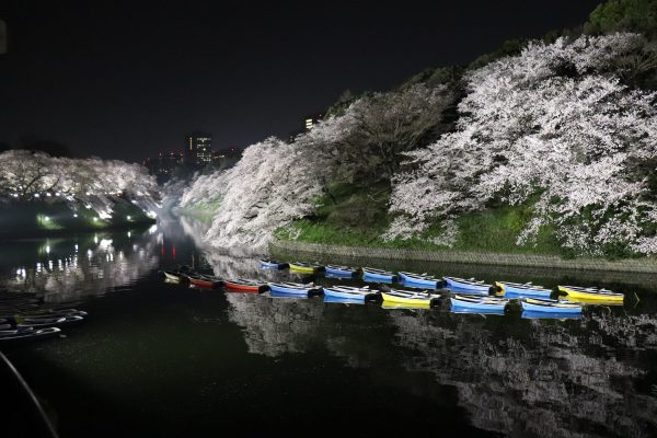 Cherry blossoms at Chidorigafuchi walking path night