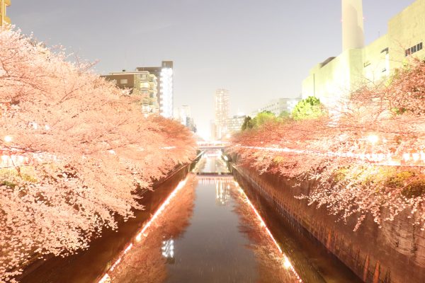 Cherry blossoms at Meguro River Night