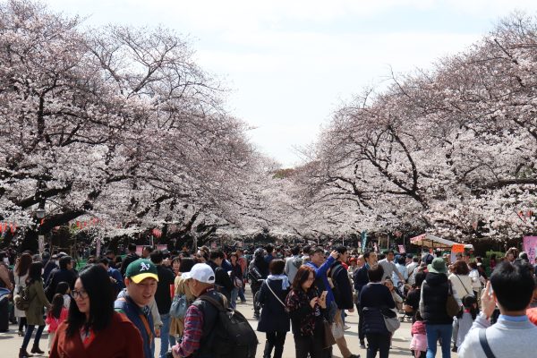 Cherry blossoms at Ueno Park