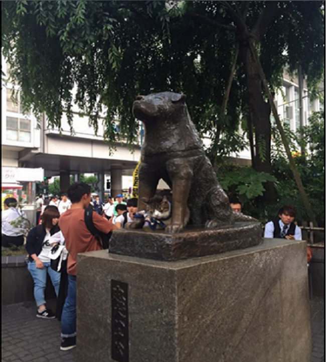 Hachiko Statue with cat in Shibuya Tokyo