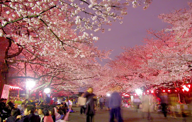 Ueno Park Cherry blossom night