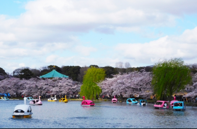 Ueno Park Pond Duck boat