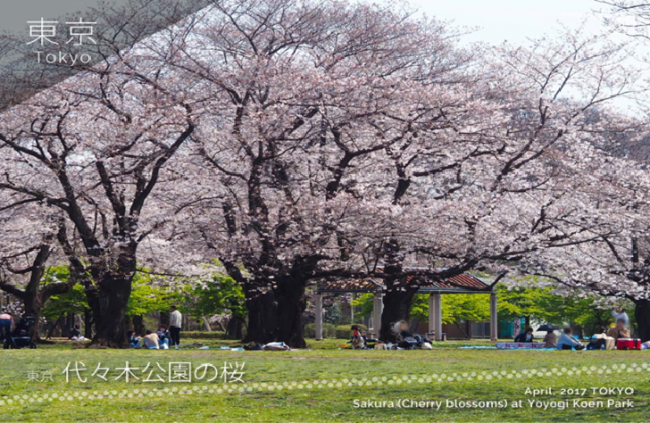 Yoyogi park Cherry Blossum (Sukura)