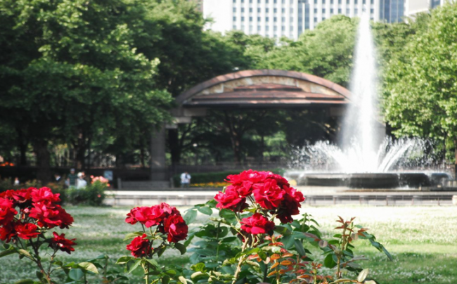 Hibiya Park Fountain with Rose