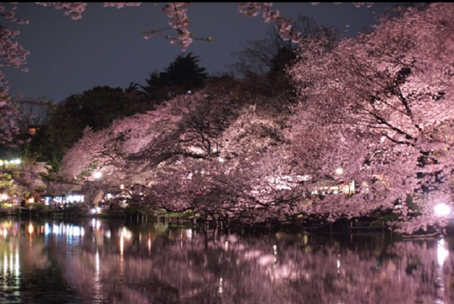Inokashira Park Night Cherry blossoms