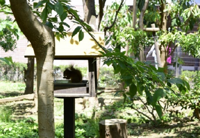 Inokashira zoo