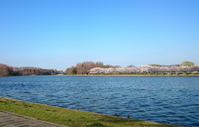 Mizumoto Park Riverside with Cherry trees