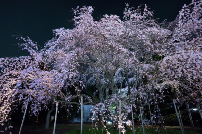Rikugien garden Cherry tree blossoms Tokyo