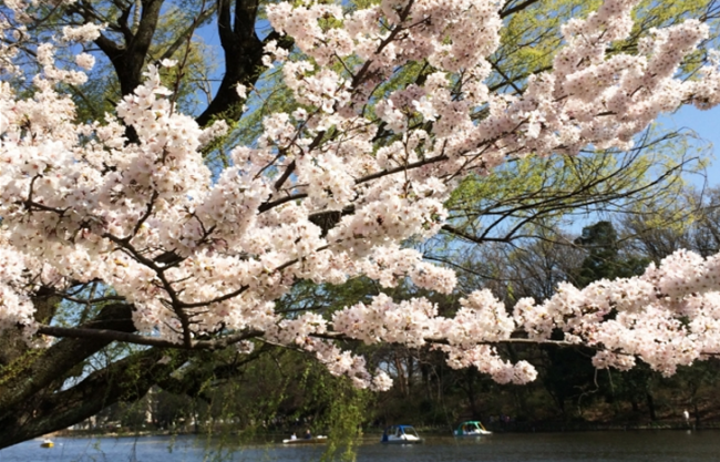 Shakujii Park Tokyo Cherry trees