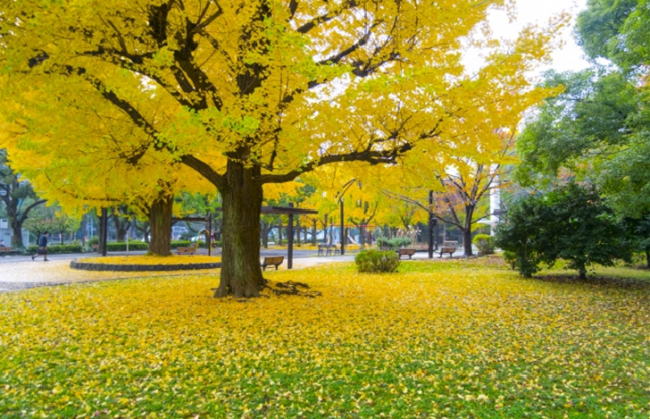 Shiba Park Tokyo with Ginkgo tree