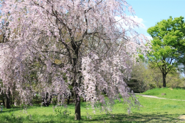 Syowa Memorial Park Tokyo Spring
