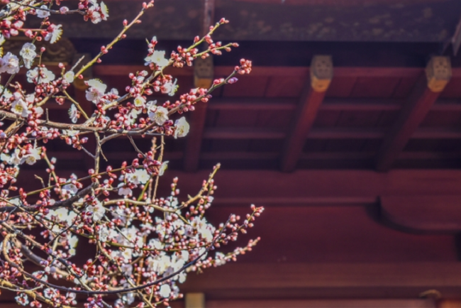 TOKYO Yushima Tenman-gu Shrine Plum Blossoms
