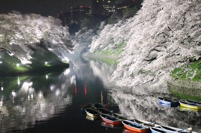 Cherry blossoms at Chidorigafuchi walking path night boat