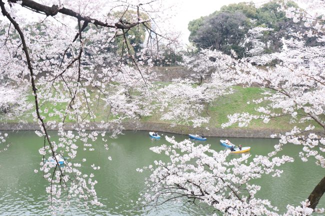 Chidorigafuchi cherry blossoms boat