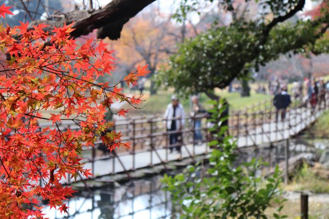 TOKYO Koishikawa Korakuen Gardens Autumn