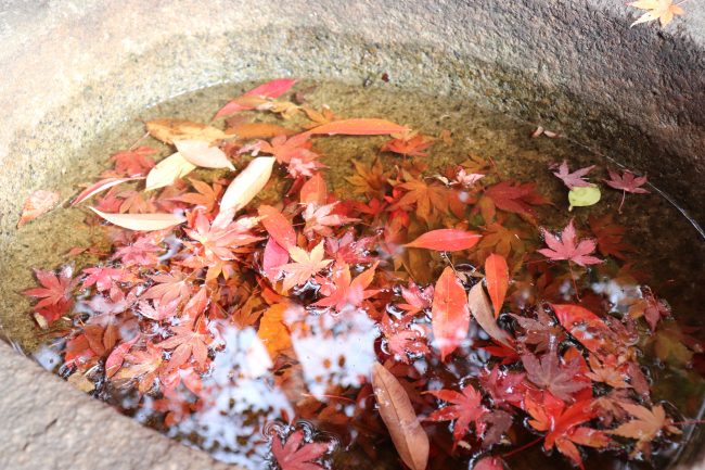TOKYO Koishikawa Korakuen Gardens Autumn leave