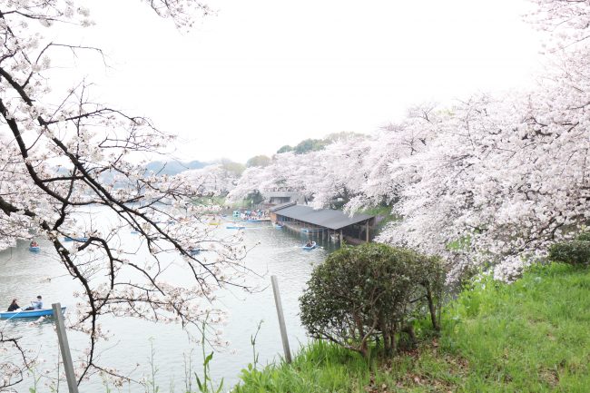 Cherry blossoms at Chidorigafuchi walking path