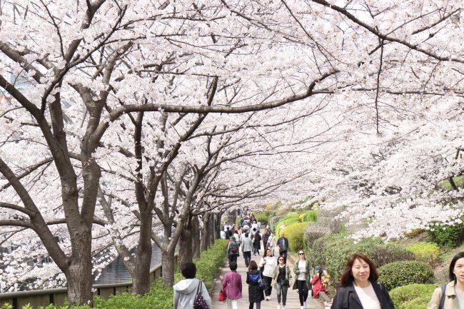 Cherry blossoms at Meguro River